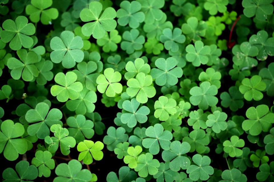 a bunch of three leaf clovers