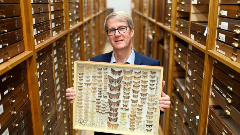 Norbert Lenz, Direktor des Staatlichen Museum für Naturkunde Karlsruhe, zeigt in einem Magazin einen Sammlungskasten mit verschiedenen Nachtfaltern.