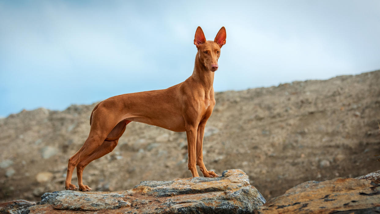  Pharoah hound on a rock. 