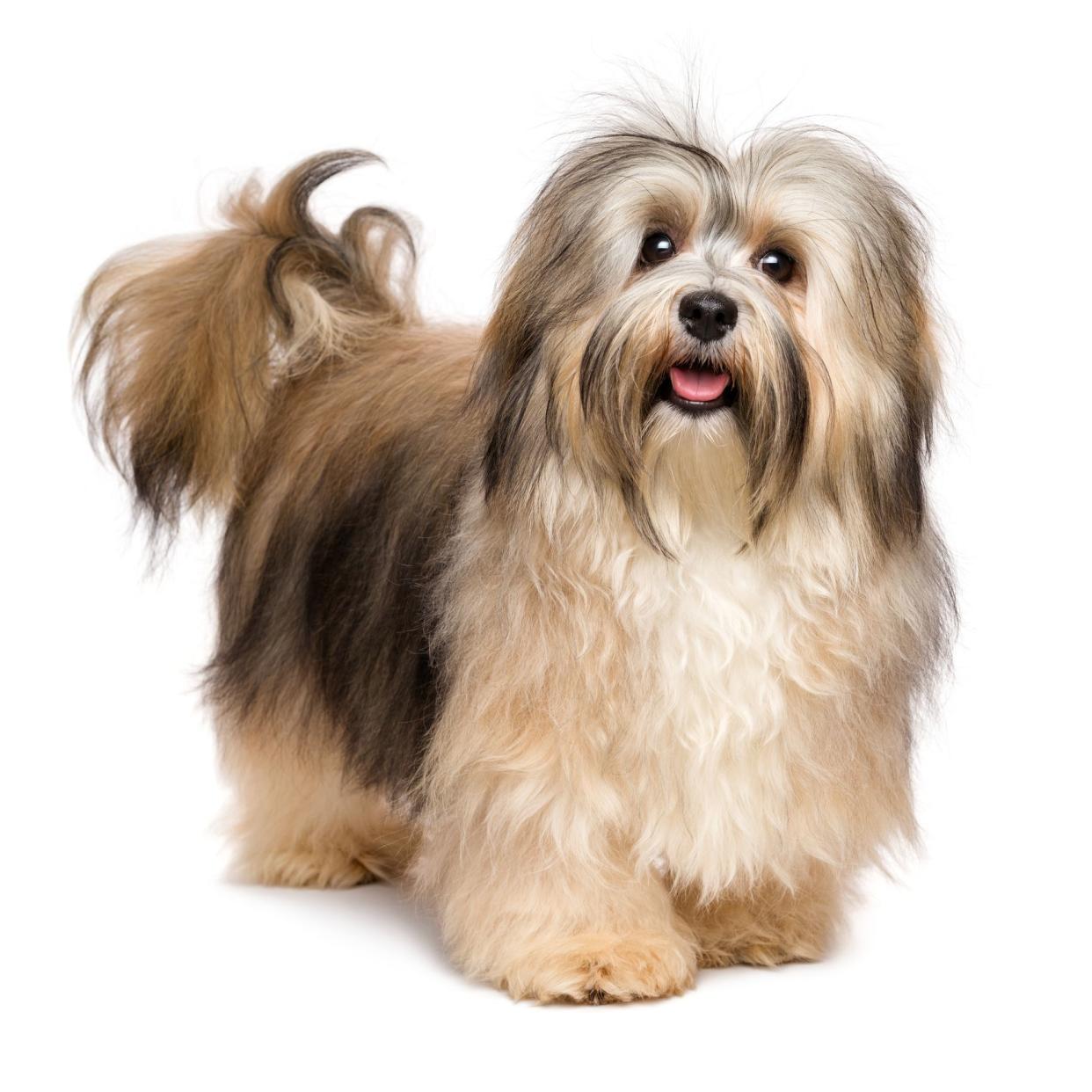 Beautiful happy young Bichon Havanese dog is standing and looking at camera - isolated on white background