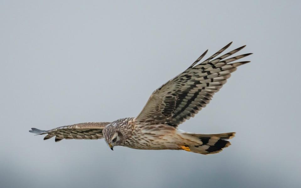 Hen harrier