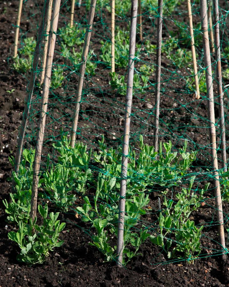 Sweet peas