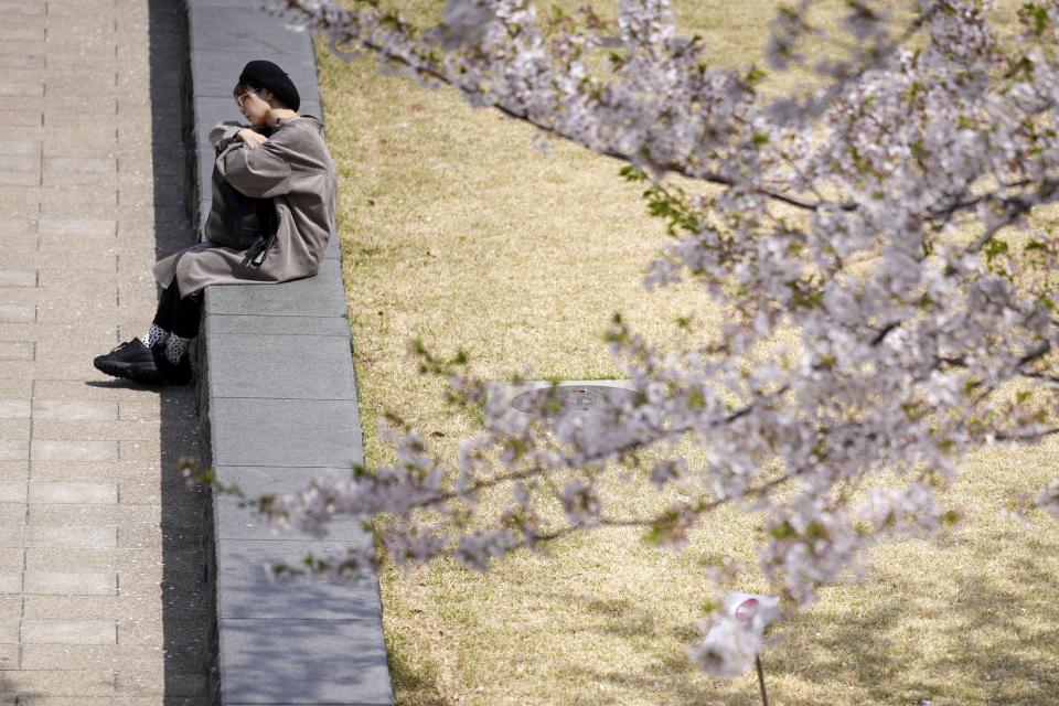 A person sits near cherry blossoms in full bloom at a park in the Roppongi district Thursday, April 11, 2024, in Tokyo. Japan's famed cherry blossoms are blooming later than expected in the capital because of cold weather. (AP Photo/Eugene Hoshiko)