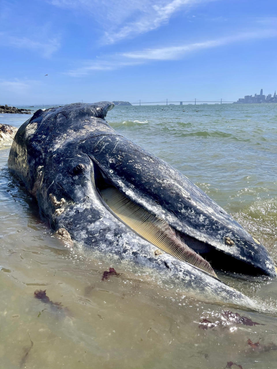 This photo Thursday, April 8, 2021 photo provided by The Marine Mammal Center shows a subadult male gray whale on Angel Island State Park via San Francisco Bay, Berkeley Marina cause of death was undetermined. Four dead gray whales have washed ashore San Francisco Bay Area beaches in the last nine days and experts said Friday, April 9, 2021, one was struck by a ship. They were trying to determine how the other three died. "It's alarming to respond to four dead gray whales in just over a week because it really puts into perspective the current challenges faced by this species," says Dr. Pádraig Duignan, Director of Pathology at The Marine Mammal Center. (The Marine Mammal Center via AP)