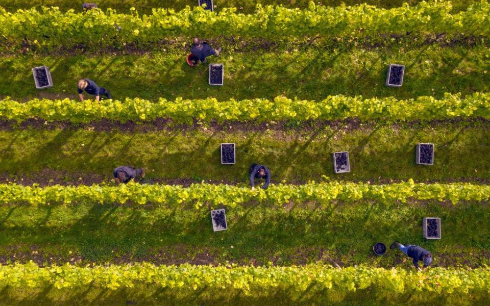 Harvest time at the Nyetimber vineyard - Getty