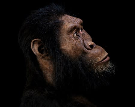 Handout photo of a facial reconstruction by John Gurche of the species Australopithecus anamensis, based on a nearly complete cranium fossil discovered in 2016 in Ethiopia