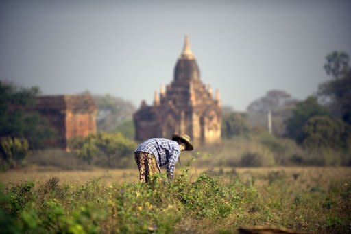 A woman gathers dry seeds from the fields among the pagodas in Myanmar's northern ancient town of Bagan in February 2012. The United States eased financial restrictions to allow US-based non-governmental groups to operate in Myanmar, putting into place an incentive to encourage democratic reforms