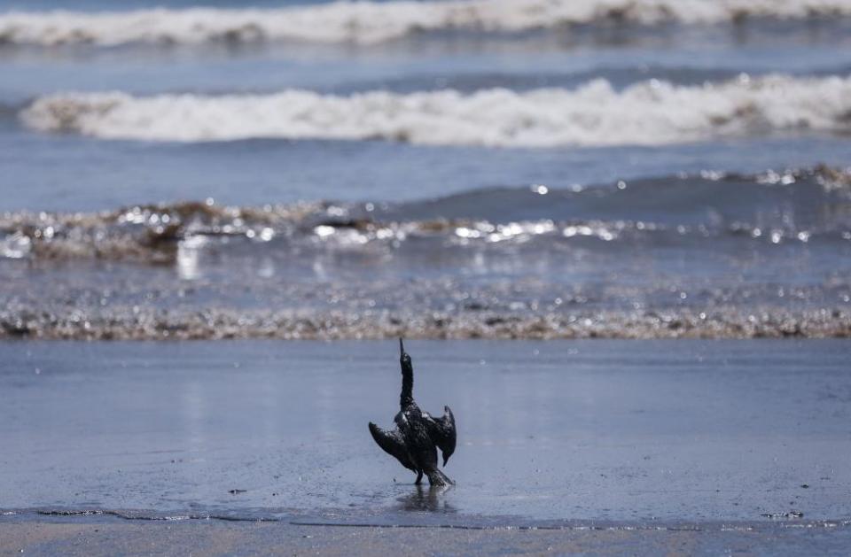 A bird is pictured on a beach during a clean-up