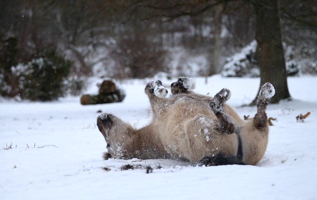 A pony enjoys the snow