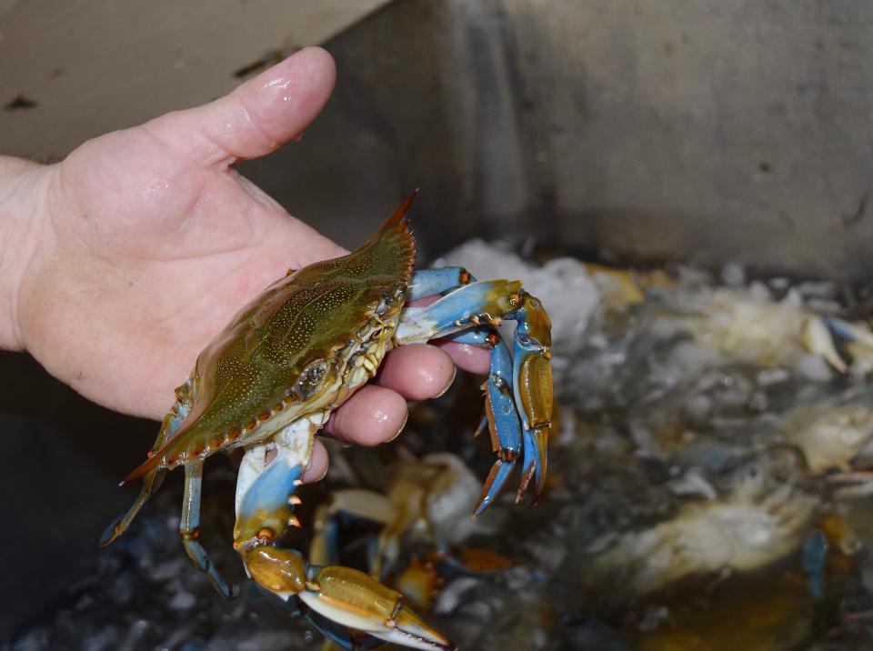 Now you know why they're called "blue" crabs.