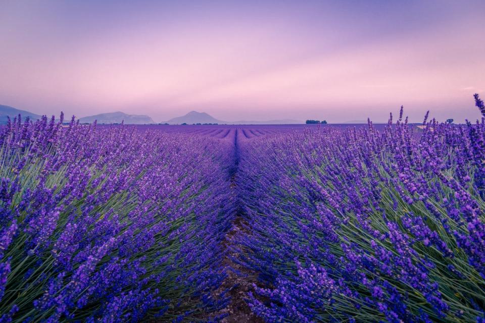 Gemini mums will enjoy calming lavender. (Unsplash)