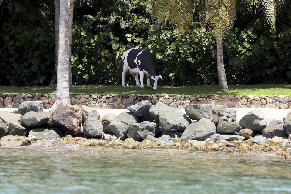 A life-size Holstein-Friesian cow statue that locals say was moved to a different spot weekly and sometimes even daily, stands on Little St. James Island, in the U. S. Virgin Islands, a property owned by Jeffrey Epstein, Wednesday, Aug. 14, 2019. Tourists and locals alike are powering up boats to take a closer look at a place nicknamed “Pedophile Island’ that lies just off the southeast coast of St. Thomas. (AP Photo/Gabriel Lopez Albarran)