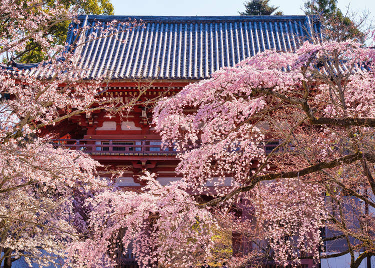 About 1,000 cherry trees are scattered across the vast grounds