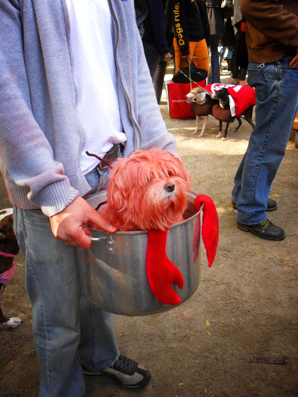 dog halloween costume