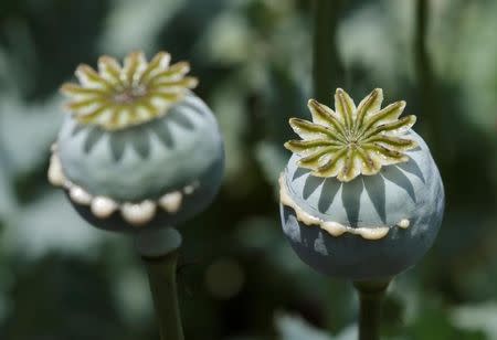 Lanced poppy bulbs are seen in a field during a military operation to destroy the field in the municipality of Coyuca de Catalan, Mexico April 18, 2017. Picture taken April 18, 2017. REUTERS/Henry Romero