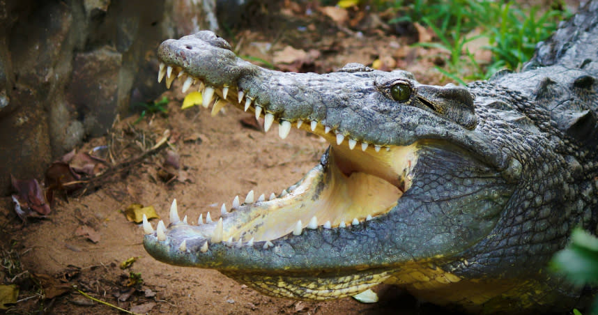 辛巴威驚傳有隻「殺人鱷」出沒。僅示意，非當事鱷魚。（示意圖／翻攝自unsplash）