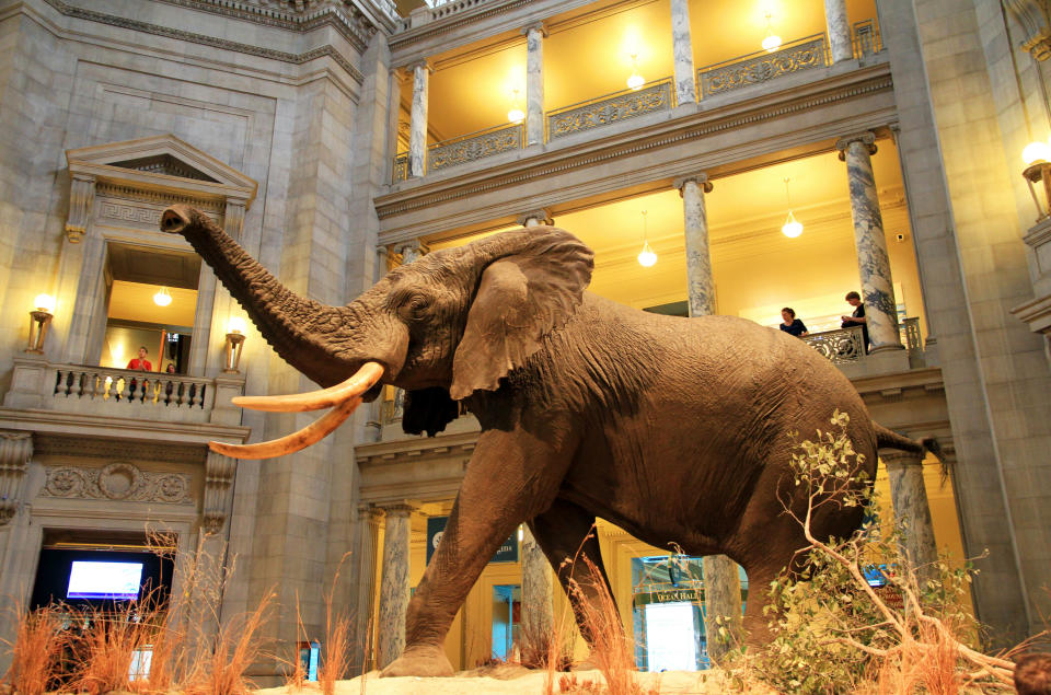 7. National Museum of Natural History (Washington, Estados Unidos)