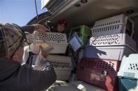 Wings of Rescue co-founder Cindy Smith (C) loads 50 dogs from the Front Street Animal Shelter in Sacramento, California, to be flown to a no-kill shelter in Idaho, December 9, 2013. REUTERS/Max Whittaker