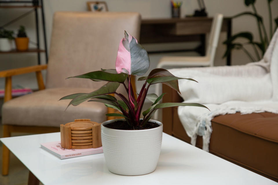 <p>Costa Farms</p>What can you do to monitor the health of your houseplants?<p>"The best and most important thing you can do to monitor the health of your houseplants is to pay attention to them," recommends Hancock. The tips he recommends are really simple, but are often something we tend to overlook:</p><ul><li><strong>Look at both new and old growth to ensure it’s healthy.</strong> Some issues affect new growth first, whereas others might affect old leaves first.</li><li><strong>Look at the potting mix if it’s visible.</strong> The color of the potting mix is often a clue as to how moist or dry it is. But also see if there are salt crystals or mold starting to develop/grow on the surface of the potting soil. If you notice poor soil, it's time for fresh potting soil.</li><li><strong>Don’t be afraid to slip the plant out of its pot and look at the roots to ensure they’re healthy.</strong> (On most plants, healthy roots are firm and white or cream in color; if they are discolored or mushy, then there may be a problem with root rot.) Looking at the roots can also tell you whether a plant is ready for repotting. (Ideally, you’ll want to repot into a larger container when you see about 75% roots and 25% soil.)</li></ul>