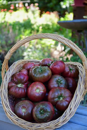 types of tomatoes