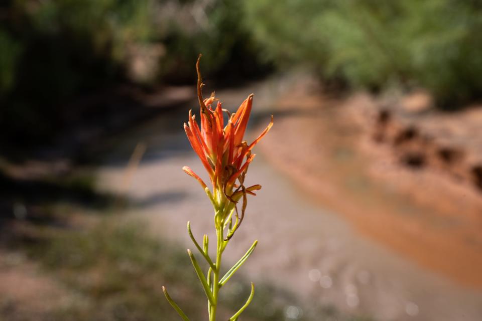 Indian paintbrush grows in Lake Canyon on Lake Powell. As water recedes, plants and animals are returning to canyons that were once under water.