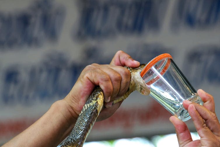 A person milking a snake