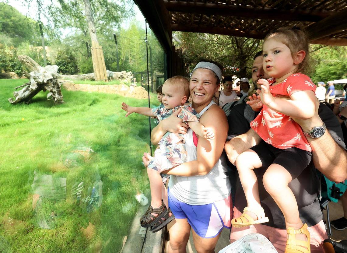 Fort Worth residents Teresa and Greg Hart hold their children Winston, 1, left, and Luella, 2, up to the glass to catch a glimpse of the lions at the Fort Worth Zoo on Thursday, June 22, 2023. Amanda McCoy/amccoy@star-telegram.com