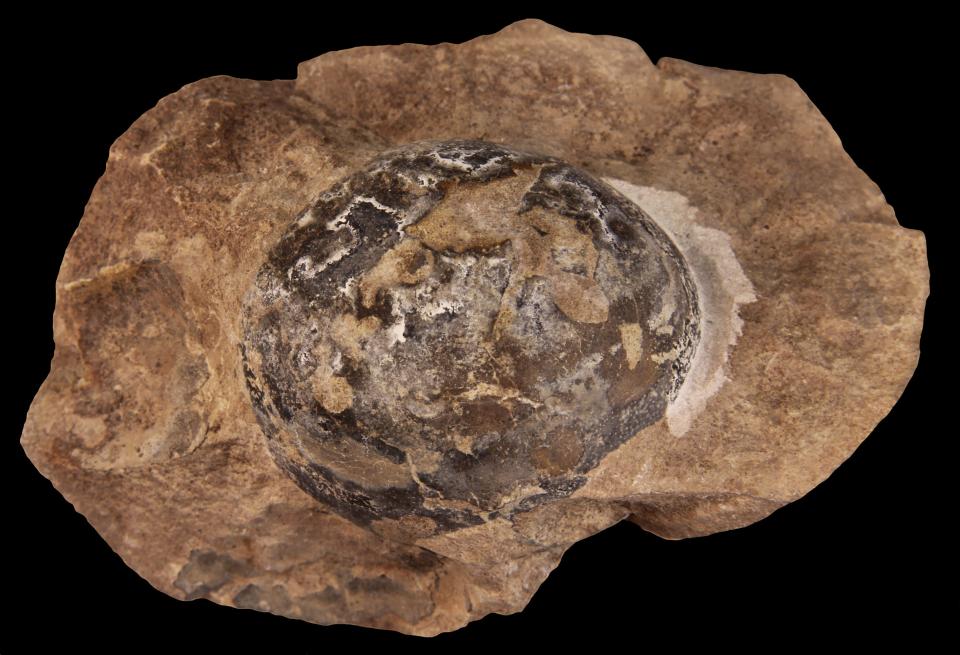 Mussaurus egg