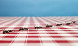 <b>You know there's a formic acid trail in your house if you see a large number of ants following exactly the same path along walls and ceilings — a path that usually terminates at a food source.</b> Chris Stein/Digital Vision/<a class="link " href="http://www.gettyimages.com" rel="nofollow noopener" target="_blank" data-ylk="slk:Getty Images;elm:context_link;itc:0;sec:content-canvas">Getty Images</a>