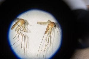 The First State has nearly 60 different species of mosquitoes, 19 of which are known to bite humans or carry disease.