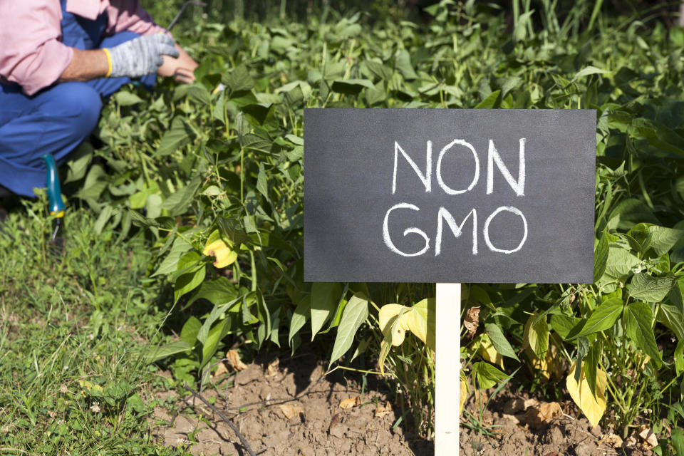 Farmer working in the non-GMO vegetable garden