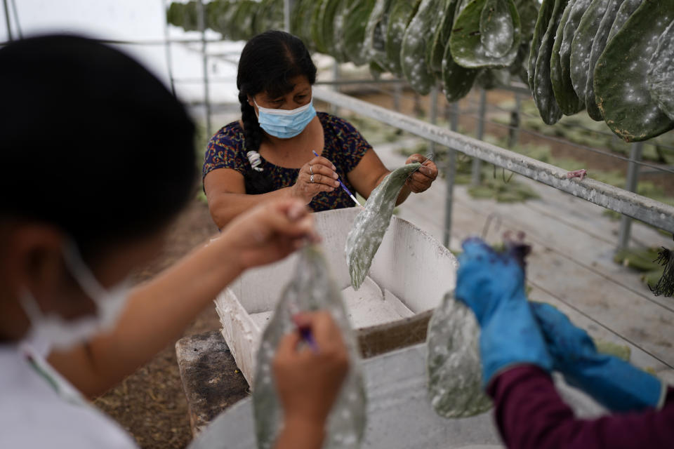 Utilizando pinceles de pintura, Mayeli García (izquierda) y sus familiares Araceli y Galdina, retiran delicadamente las cochinillas, Dactylopius coccus, de las hojas de nopal en su invernadero en San Francisco Tepeyacac, al este de la Ciudad de México, el 24 de agosto de 2023. La familia preserva la antigua técnica para obtener el tinte, un pigmento natural de color rojo intenso que procede de los cuerpos triturados de las pequeñas hembras del insecto, que contienen ácido carmínico. (AP Foto/Eduardo Verdugo)