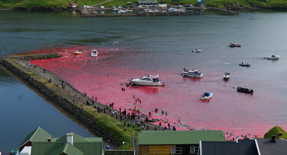 A Faroe Islands harbour with red water close to shore. Boats on the water.