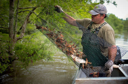 Crawfisherman Jody Meche dumps outs a catch of crawfish at the Atchafalaya Basin near Butte LaRose, Louisiana, U.S. May 20, 2011. REUTERS/Lee Celano/File Photo