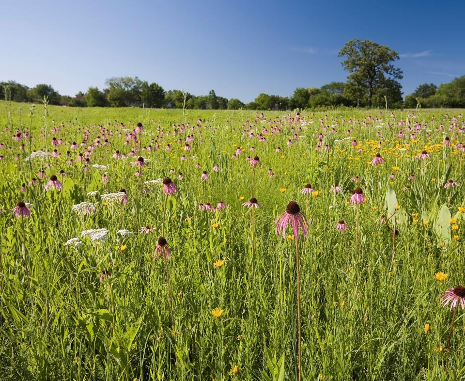 Field of flowers at The Morton Arboretum