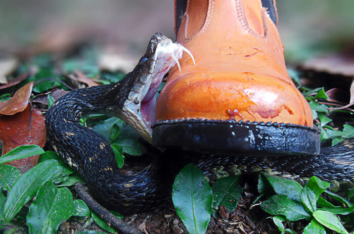 a snake bites a boot