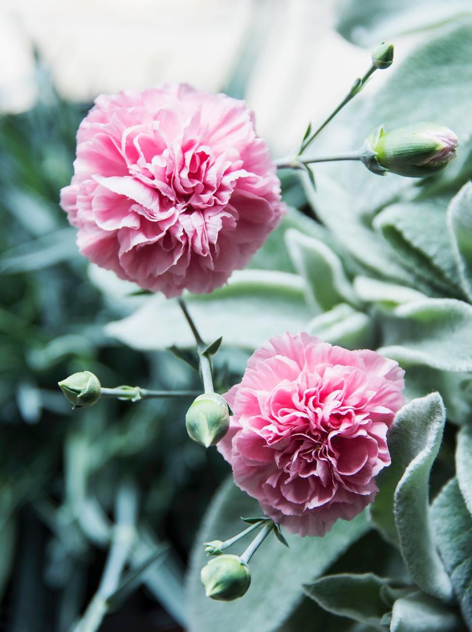 3) Carnations