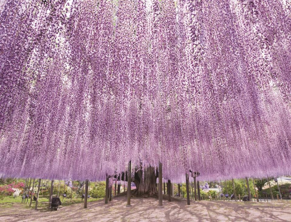 日本旅遊｜東京近郊足利花卉公園 超夢幻紫藤花花季！世界十大絕美夢幻景點 附購買門票方法