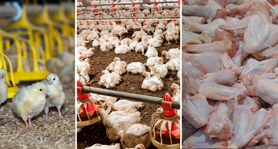Left - tiny chicks in a broiler farm. Middle - adult chickens in a broiler farm. Right - dead chicken pieces.
