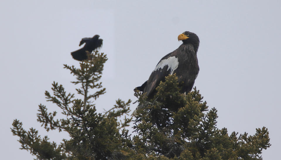 In this Dec. 31, 2021 photo provided by Zachary Holderby, a Steller's sea eagle is seen off Georgetown, Maine near a crow. The rare eagle has taken up residence thousands of miles from its home range, delighting bird lovers and baffling scientists. (Zachary Holderby, Downeast Audubon via AP)