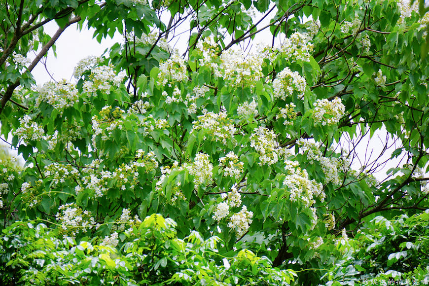 新竹縣寶山鄉｜桐花森林遇