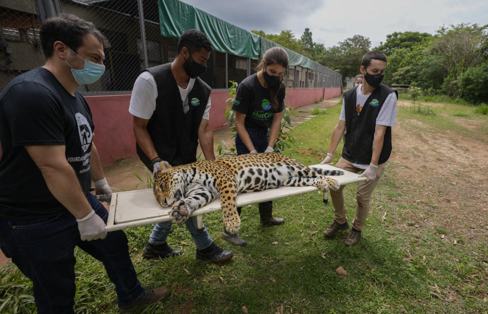 A sedated jaguar is carried to an operating room to undergo an artificial insemination procedure at the Mata Ciliar Association conservation center, in Jundiai, Brazil, Thursday, Oct. 28, 2021. According to the environmental organization, the fertility program intends to develop a reproduction system to be tested on captive jaguars and later bring it to wild felines whose habitats are increasingly under threat from fires and deforestation. (AP Photo/Andre Penner)