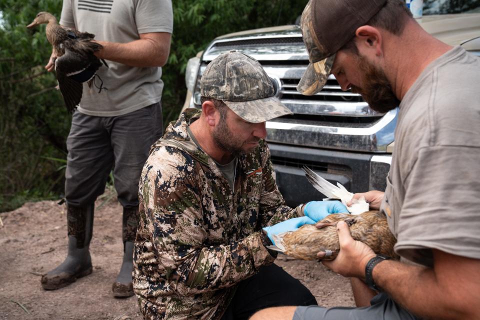 Philip Lavretsky (center), UTEP associate professor of biological sciences, and Eric Larson (right), volunteer, take a blood sample from a Mexican duck on Aug. 16, 2023, at the Whitewater Draw Wildlife Area in McNeal, Arizona.