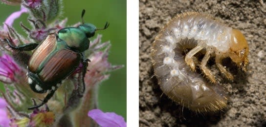 Adult Japanese beetles are around 10 mm long, metallic green and have bronze-coloured wings. Their larvae are C-shaped, white and have a yellowish-brown head.