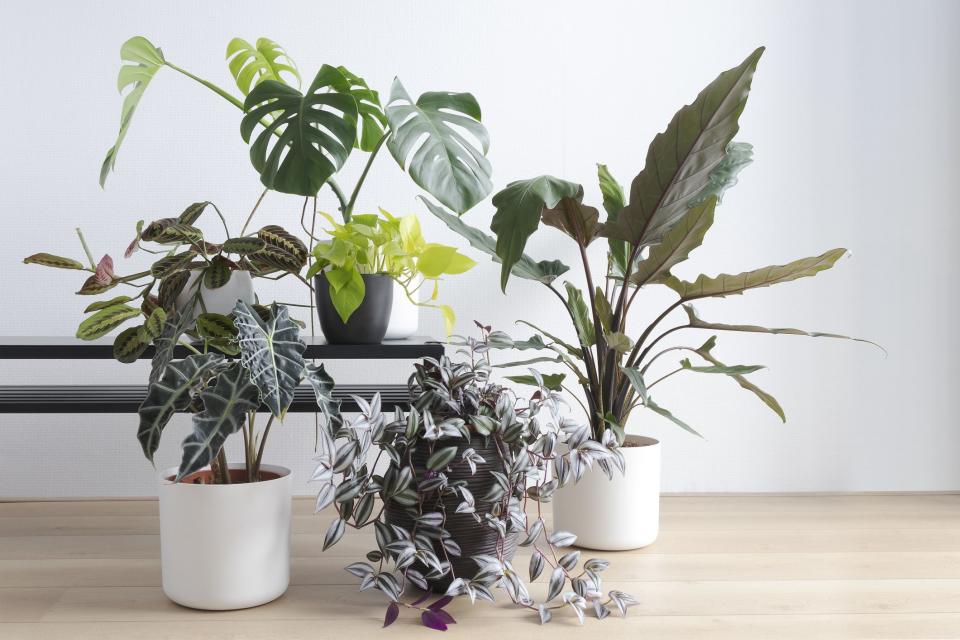 Our 10 Favorite Places To Buy Plants Online For All Occasions