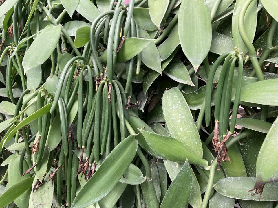 香莢蘭由種植至量產香草莢，約需4年的時間。（圖：桃園農改場提供）