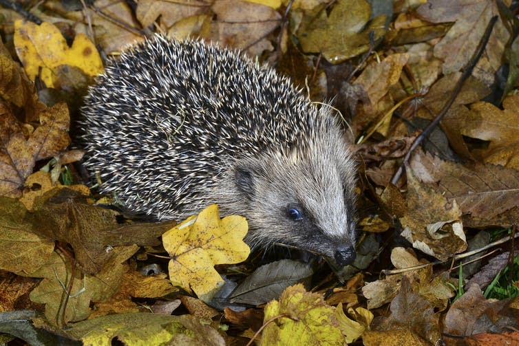 A hedgehog surrounded by autumn leaves.