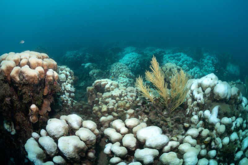 A bleaching event causes discoloring as it affects an entire field of boulder star corals (Orbicella annularis) off the coast of St Thomas in the U.S. Virgin Islands