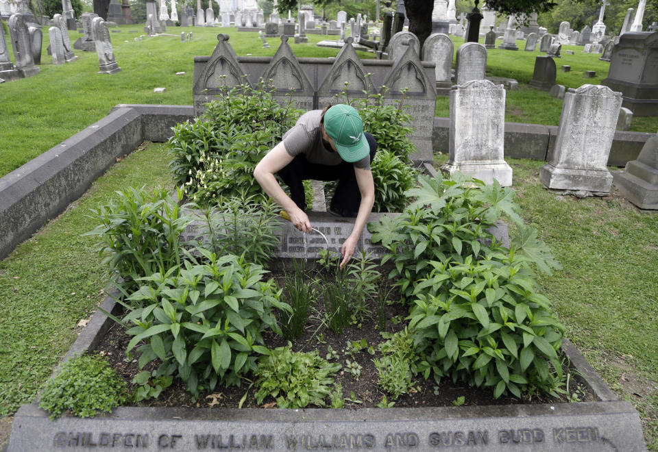 Volunteer Jennifer Walker clears an area as she plants on the Keen family plot at the Woodlands Cemetery Saturday May 4, 2019 in Philadelphia. The cemeteries of yore existed as much the living as for the dead. And a handful of these 19th century graveyards are restoring the bygone tradition of cemetery gardening. (AP Photo/Jacqueline Larma)