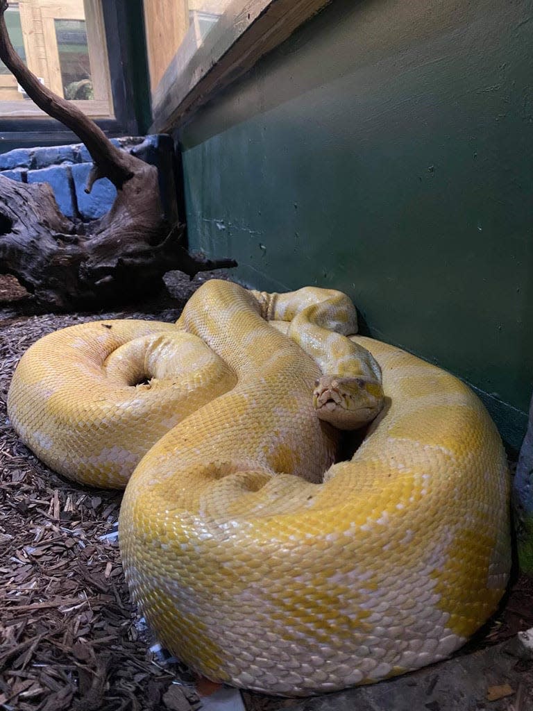 Cara, the 12-foot python.